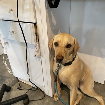 Dylan Keith Salon - Lucy waiting for me to get my hair done! - Hair Salons Near Me - Burbank, California Dylan Keith Salon - Lucy waiting for me to get my hair done! - Hair Salons Near Me - Burbank, California