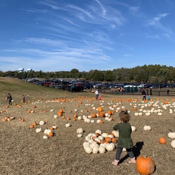 Montpelier Farms - Pumpkin patch. - Pumpkin Patches Near Me - Upper Marlboro, Maryland Montpelier Farms - Pumpkin patch. - Pumpkin Patches Near Me - Upper Marlboro, Maryland