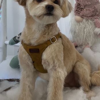 Tilt pet spa - One of tortilla haircuts - Pet Groomers Near Me - San Francisco, California Tilt pet spa - One of tortilla haircuts - Pet Groomers Near Me - San Francisco, California
