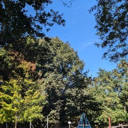 Sackville Playground - Trees