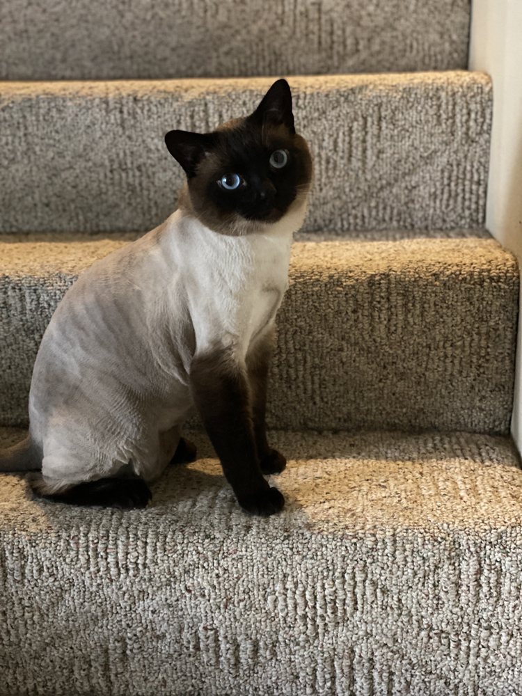 KIM’S PET GROOMING Updated April 2024 12 Photos & 12 Reviews 7171