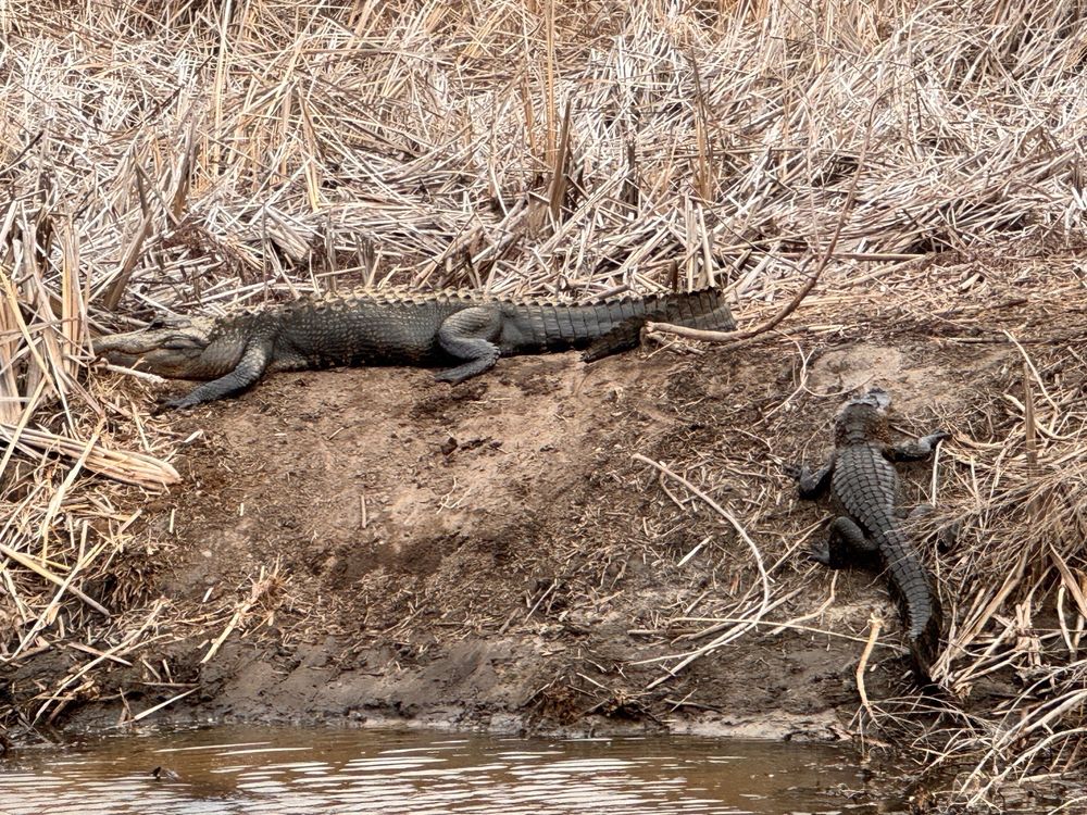 Savannah National Wildlife Refuge Logo