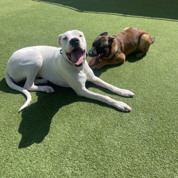 Man-K9 - San Diego Dog Training - My 6 month Belgian Malinois and year old Dogo Argentino puppies relaxing during their board and train! - Pet Training Near Me - San Diego, California Man-K9 - San Diego Dog Training - My 6 month Belgian Malinois and year old Dogo Argentino puppies relaxing during their board and train! - Pet Training Near Me - San Diego, California