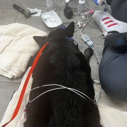 Bear receiving ear cleaning while sedated Bear receiving ear cleaning while sedated