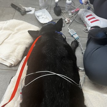 VEG ER for Pets - Bear receiving ear cleaning while sedated - Emergency Pet Hospital Near Me - Marietta, Georgia VEG ER for Pets - Bear receiving ear cleaning while sedated - Emergency Pet Hospital Near Me - Marietta, Georgia