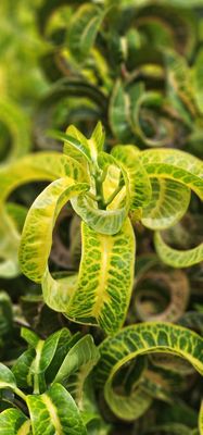 Anna Scripps Whitcomb Conservatory by null