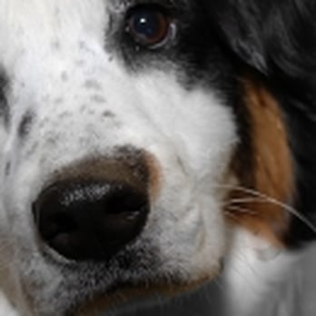 Unleashed Veterinary Care - Veterinarians Near Me - Lanesville, Indiana Unleashed Veterinary Care - Veterinarians Near Me - Lanesville, Indiana