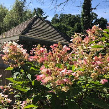 Thayer Nursery - Close up of one of the many beautiful hydrangeas. The smell is amazing. - Nurseries & Gardening Near Me - Milton, Massachusetts