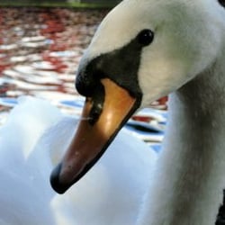Swan & Bottle - He was hissing.