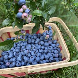 butternut valley blueberry farm - Sweet, juicy blueberries galore!