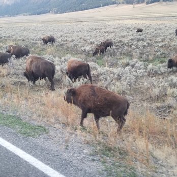 Yellowstone Forever - Old Times on the Grand Tour - 'tons' of bison - Community Service/Non-Profit Near Me - Gardiner, Montana