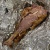Ice Cream's Delicious Turkey Legs & BBQ gift card