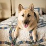 Photo of LuvFurBaby