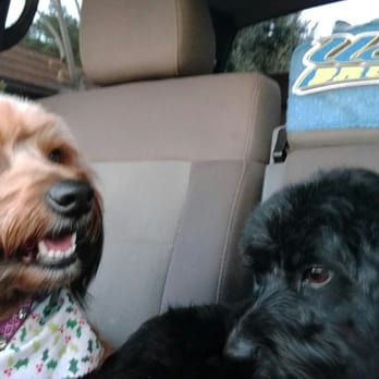 All About Paws Pet Spa - Pet Groomers Near Me - Upland, California