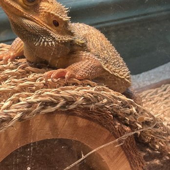 Topsail Aquarium - Bearded dragon - Aquariums Near Me - Surf City, North Carolina
