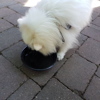 Ambiyan - pupper enjoying requested water~ - Indian Near Me - Unionville, Ontario
