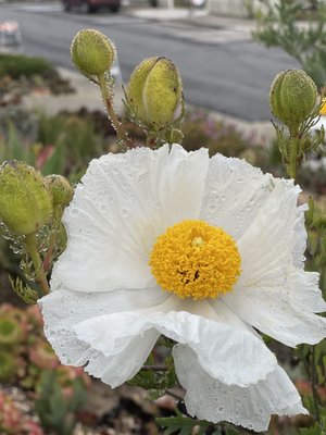 16th Avenue Tiled Steps by null