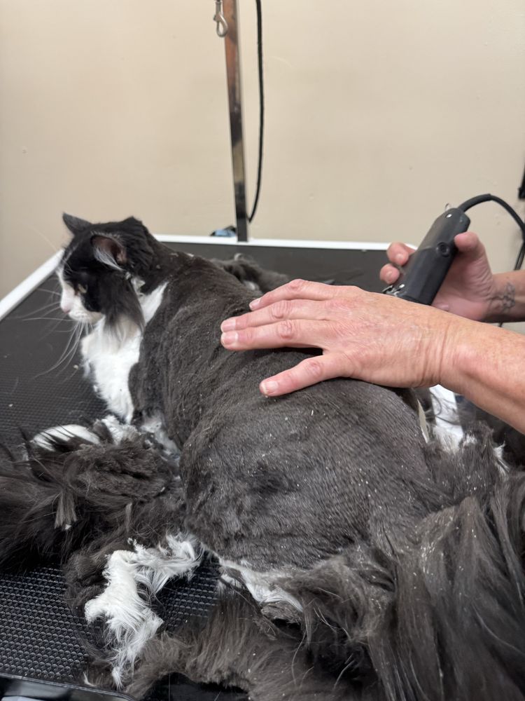 Here Kitty Kitty Cat Grooming