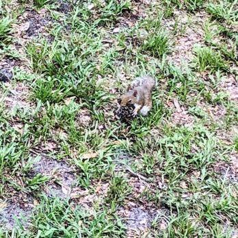Kelly Park - Squirrel with a pine cone - Hiking Near Me - Apopka, Florida Kelly Park - Squirrel with a pine cone - Hiking Near Me - Apopka, Florida