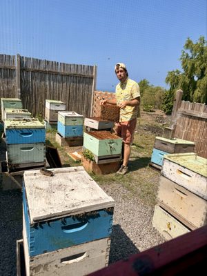 Big Island Bees by null