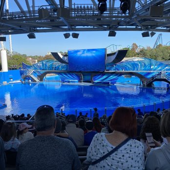 Orca Encounter - Whale Watching Tours Near Me - Orlando, Florida
