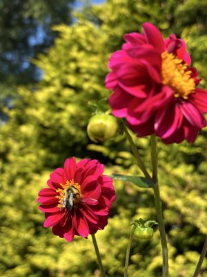 Hillwood Estate, Museum & Gardens by null