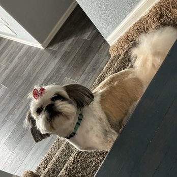 Little Boss Grooming - My happy Shitzu after her appointment - Pet Groomers Near Me - aurora, Colorado Little Boss Grooming - My happy Shitzu after her appointment - Pet Groomers Near Me - aurora, Colorado