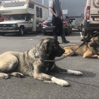 Maximum K9 Service - Training in Long down stays in different places - Pet Training Near Me - Deer Park, New York Maximum K9 Service - Training in Long down stays in different places - Pet Training Near Me - Deer Park, New York
