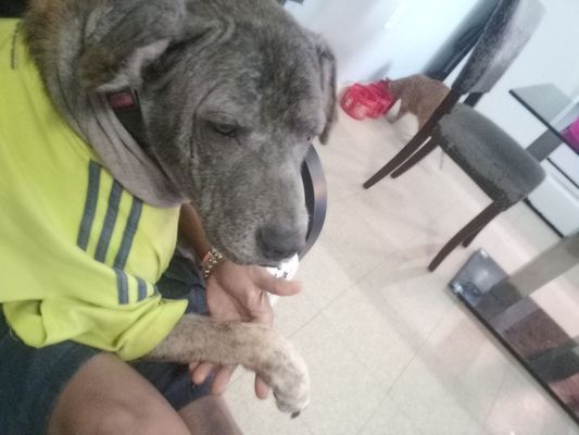 Charleston Animal Society by null