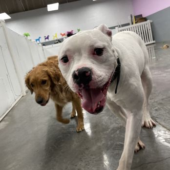 Buddies - Hank and friends... - Pet Groomers Near Me - Las Vegas, Nevada