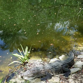 Grand Mayan Jungle - Vacation Rentals Near Me - Chacalal, ROO Grand Mayan Jungle - Vacation Rentals Near Me - Chacalal, ROO