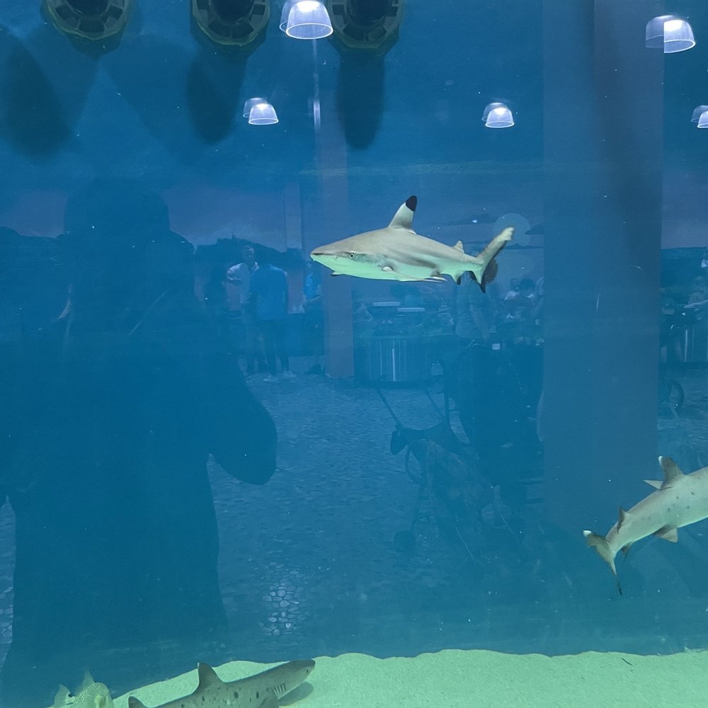 Blue Zoo - Blacktip reef sharks - Aquariums Near Me - Baton Rouge, Louisiana