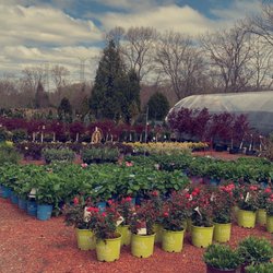 Swansea Nursery & Landscaping Supplies - Old Photo fromthe yard