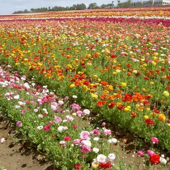 The Flower Fields - Flower Fields... - Venues & Event Spaces Near Me - Carlsbad, California The Flower Fields - Flower Fields... - Venues & Event Spaces Near Me - Carlsbad, California
