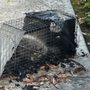 SOS Wildlife Services