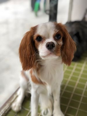 D is for Doggy - Daycare & Grooming by null