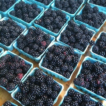 Wilson Farm - Blackberries galore! - Fruits & Veggies Near Me - Lexington, Massachusetts Wilson Farm - Blackberries galore! - Fruits & Veggies Near Me - Lexington, Massachusetts