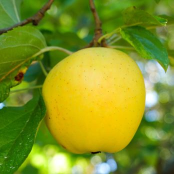Ethic Cider - a yellow apple hanging from a tree - Cideries Near Me - Sebastopol, California Ethic Cider - a yellow apple hanging from a tree - Cideries Near Me - Sebastopol, California