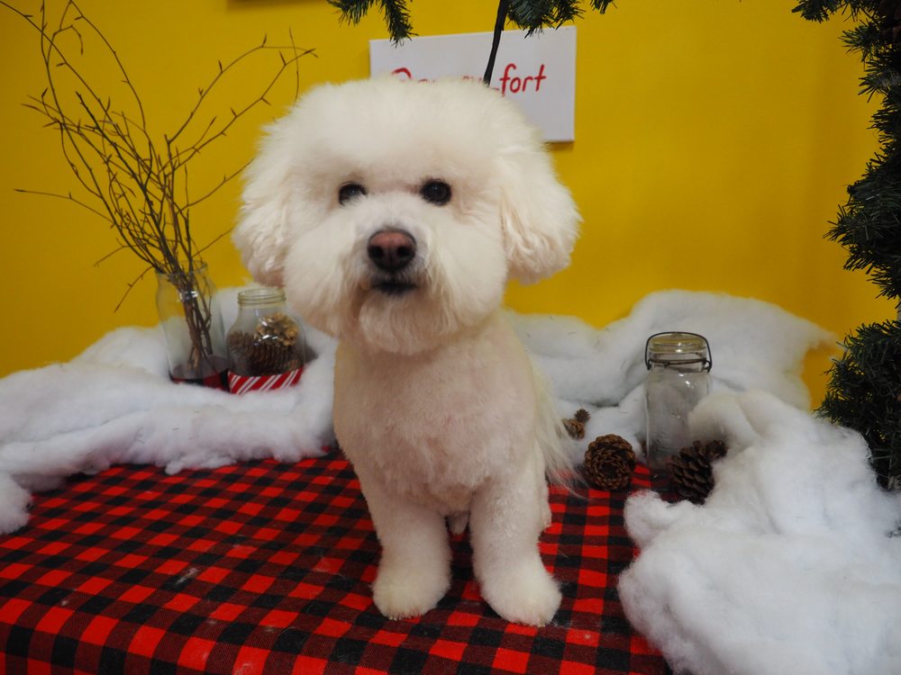 PUPPY FORT PET STORE AND GROOMING Updated September 2024 490