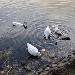 Coggshall Park - Pond Fitchburg