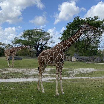 Zoo Miami - Giraffe - Zoos Near Me - Miami, Florida
