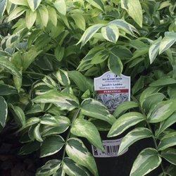 K Drive Greenhouse