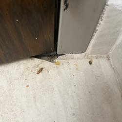 Howard Johnson by Wyndham Lexington - Cockroaches