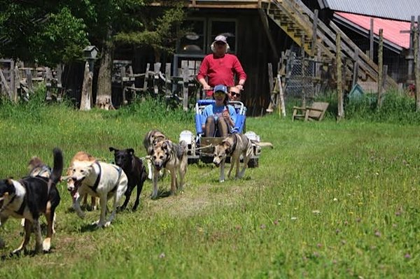 Eden Ethical Dog Sledding Experience by null