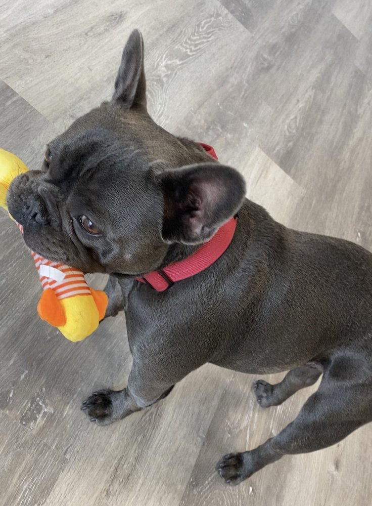 STERLING K9 RETREAT Updated September 2024 2535 W Schrock Rd