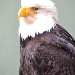 Taste of Sitka Sea Walk Tour - Lady Baltimore; she lost an eye and now lives at the  Raptor Center.