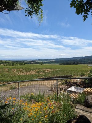 Bethel Heights Vineyard by null
