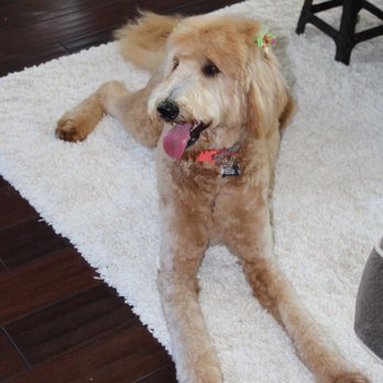 Dapper Dog Grooming Co. - she has a really cute puppy face again and is ready for the summer!! - Pet Groomers Near Me - Franklin, Tennessee