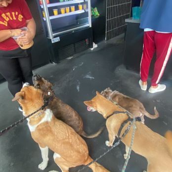 Durkee's Dogs - Dog Walkers Near Me - San Diego, California Durkee's Dogs - Dog Walkers Near Me - San Diego, California