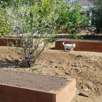 Alameda Landscaping and Tree Service - Raised garden boxes. Chihuahua for scale. - Tree Services Near Me Alameda Landscaping and Tree Service - Raised garden boxes. Chihuahua for scale. - Tree Services Near Me
